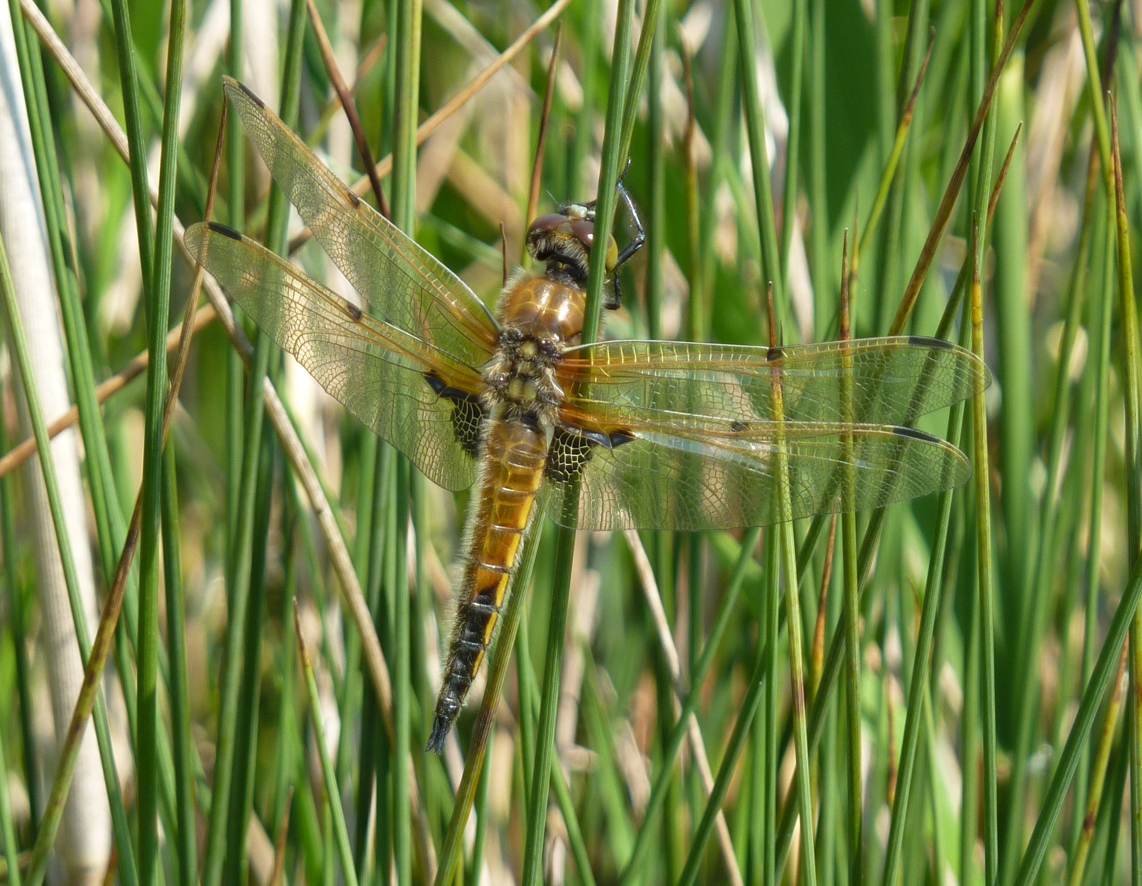 Dragonfly