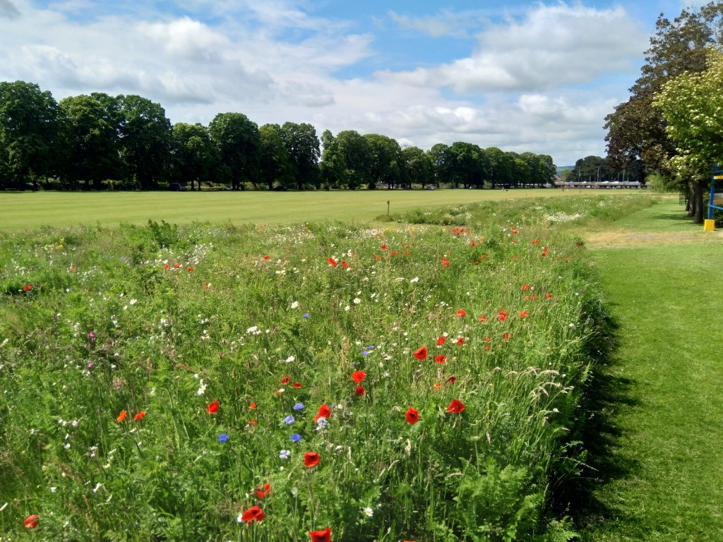 Field with flowers