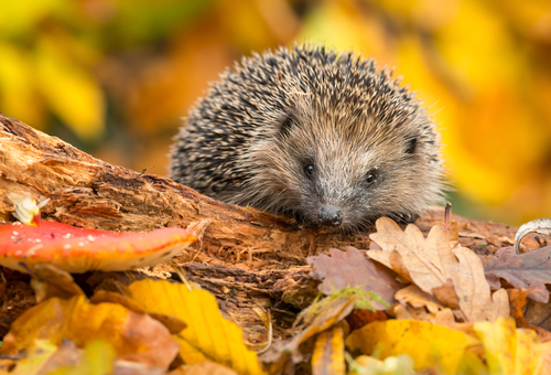 A hedgehog on some leaves.