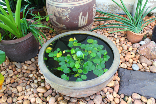 A small pond in a pot.