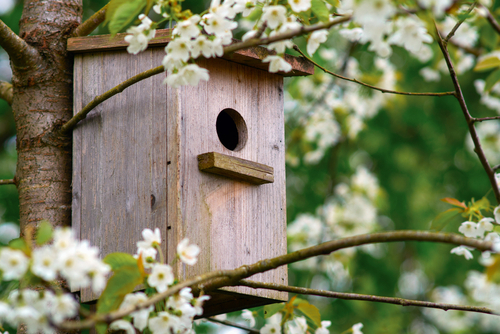 Bird box in a tree