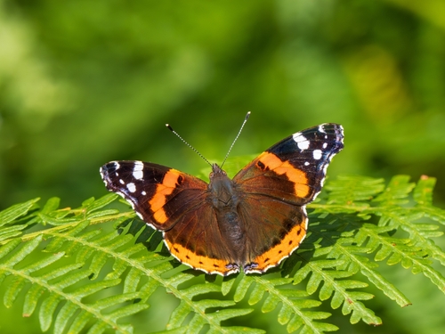 A Red Admiral butterfly