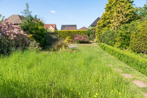 An overgrown lawn.