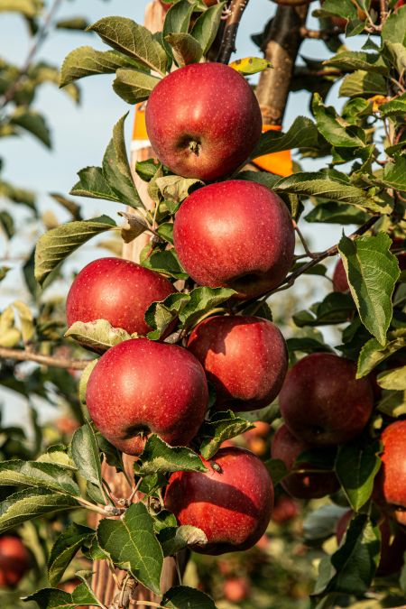 red apples hanging from a tree